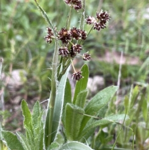 Luzula densiflora at Moncrieff, ACT - 24 Sep 2021