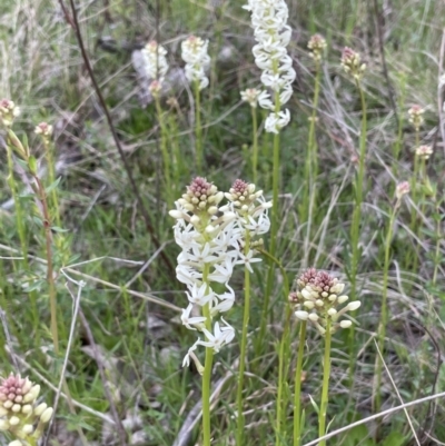 Stackhousia monogyna (Creamy Candles) at Moncrieff, ACT - 24 Sep 2021 by JaneR