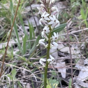 Stackhousia monogyna at Moncrieff, ACT - 24 Sep 2021