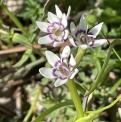 Wurmbea dioica subsp. dioica (Early Nancy) at Moncrieff, ACT - 24 Sep 2021 by JaneR