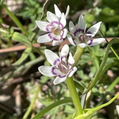 Wurmbea dioica subsp. dioica (Early Nancy) at Moncrieff, ACT - 24 Sep 2021 by JaneR