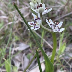 Wurmbea dioica subsp. dioica at Moncrieff, ACT - 24 Sep 2021 03:11 PM