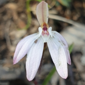 Caladenia fuscata at Holt, ACT - suppressed