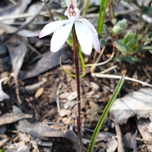 Caladenia fuscata at Holt, ACT - suppressed