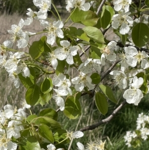 Pyrus ussuriensis at Amaroo, ACT - 24 Sep 2021