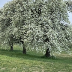 Pyrus ussuriensis at Amaroo, ACT - 24 Sep 2021