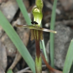 Chiloglottis trapeziformis (Diamond Ant Orchid) at Acton, ACT - 24 Sep 2021 by jbromilow50