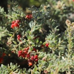 Grevillea alpina (Mountain Grevillea / Cat's Claws Grevillea) at Cook, ACT - 22 Sep 2021 by Tammy