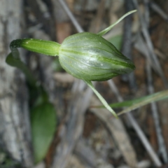 Pterostylis nutans (Nodding Greenhood) at ANBG South Annex - 24 Sep 2021 by jbromilow50