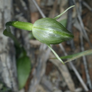 Pterostylis nutans at Acton, ACT - 24 Sep 2021