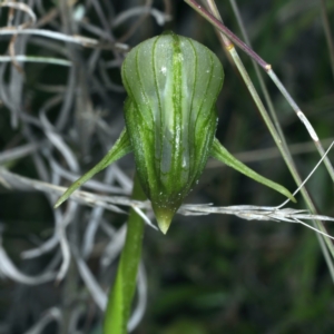 Pterostylis nutans at Acton, ACT - 24 Sep 2021