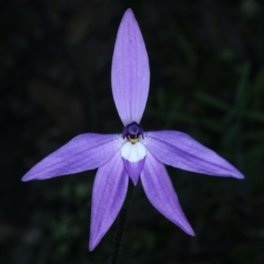 Glossodia major (Wax Lip Orchid) at ANBG South Annex - 24 Sep 2021 by jbromilow50