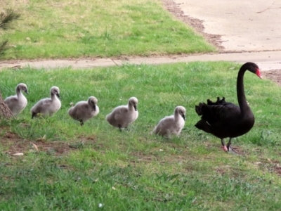 Cygnus atratus (Black Swan) at Gordon, ACT - 24 Sep 2021 by RodDeb