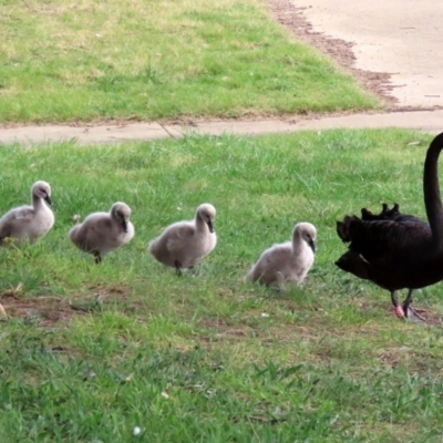 Cygnus atratus (Black Swan) at Gordon Pond - 24 Sep 2021 by RodDeb