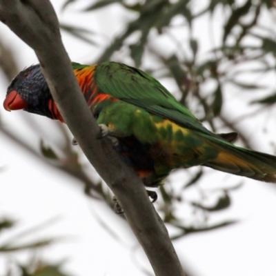 Trichoglossus moluccanus (Rainbow Lorikeet) at Calwell, ACT - 24 Sep 2021 by RodDeb