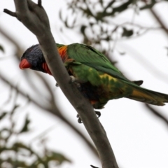 Trichoglossus moluccanus at Calwell, ACT - 24 Sep 2021