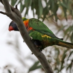 Trichoglossus moluccanus at Calwell, ACT - 24 Sep 2021