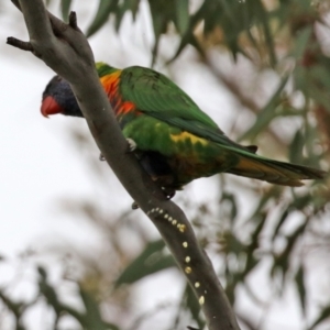 Trichoglossus moluccanus at Calwell, ACT - 24 Sep 2021