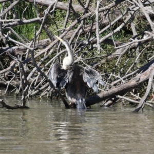 Anhinga novaehollandiae at Greenway, ACT - 23 Sep 2021