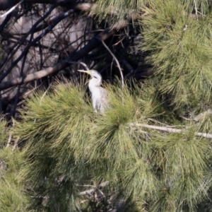 Anhinga novaehollandiae at Greenway, ACT - 23 Sep 2021