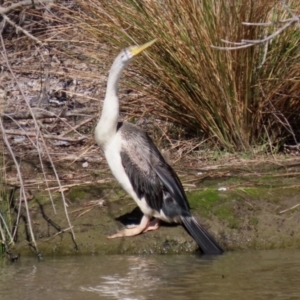 Anhinga novaehollandiae at Greenway, ACT - 23 Sep 2021