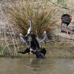 Anhinga novaehollandiae at Greenway, ACT - 23 Sep 2021