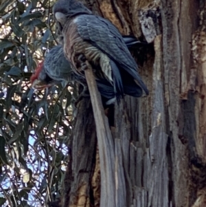 Callocephalon fimbriatum at Hughes, ACT - suppressed