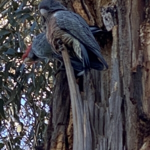 Callocephalon fimbriatum at Hughes, ACT - 22 Sep 2021