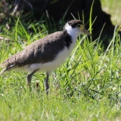 Vanellus miles (Masked Lapwing) at Greenway, ACT - 23 Sep 2021 by RodDeb