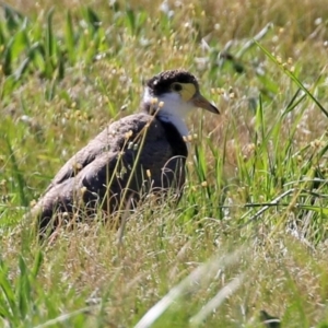 Vanellus miles at Greenway, ACT - 23 Sep 2021 02:56 PM