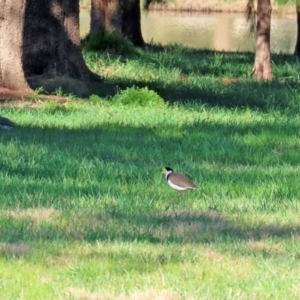 Vanellus miles at Greenway, ACT - 23 Sep 2021 02:56 PM