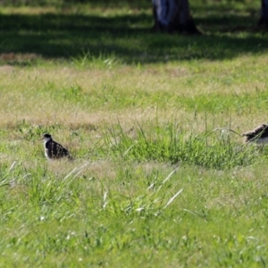 Vanellus miles at Greenway, ACT - 23 Sep 2021 02:56 PM