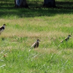 Vanellus miles at Greenway, ACT - 23 Sep 2021 02:56 PM