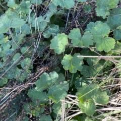 Hydrocotyle laxiflora (Stinking Pennywort) at Hughes, ACT - 22 Sep 2021 by KL