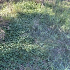 Hydrocotyle laxiflora at Hughes, ACT - 22 Sep 2021 03:20 PM