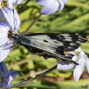 Delias aganippe at Googong, NSW - 23 Sep 2021 02:58 PM