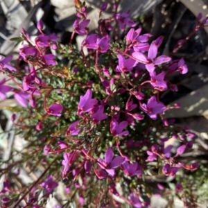 Tetratheca bauerifolia at Tuggeranong DC, ACT - 25 Sep 2021 09:20 AM