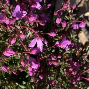 Tetratheca bauerifolia at Tuggeranong DC, ACT - 25 Sep 2021 09:20 AM