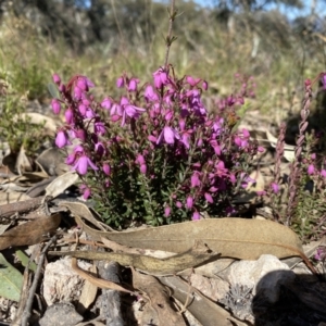 Tetratheca bauerifolia at Tuggeranong DC, ACT - 25 Sep 2021 09:20 AM