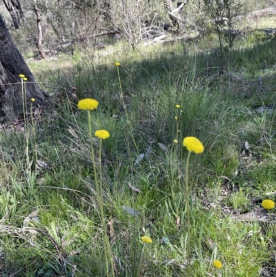 Craspedia sp. (Billy Buttons) at The Pinnacle - 24 Sep 2021 by John Brannan