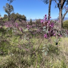 Indigofera australis subsp. australis (Australian Indigo) at The Pinnacle - 24 Sep 2021 by John Brannan