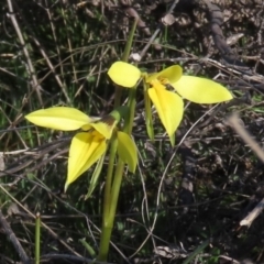 Diuris chryseopsis (Golden Moth) at Tuggeranong Hill - 24 Sep 2021 by OwenH