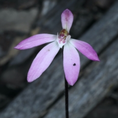 Caladenia fuscata (Dusky Fingers) at ANBG South Annex - 24 Sep 2021 by jbromilow50