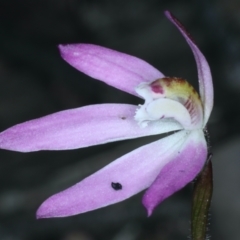 Caladenia fuscata at Acton, ACT - suppressed