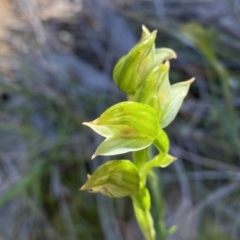 Bunochilus umbrinus (ACT) = Pterostylis umbrina (NSW) (Broad-sepaled Leafy Greenhood) at Tuggeranong DC, ACT by Shazw