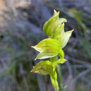 Bunochilus umbrinus (ACT) = Pterostylis umbrina (NSW) at suppressed - 25 Sep 2021