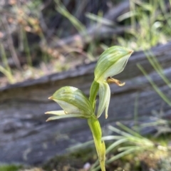 Bunochilus umbrinus (ACT) = Pterostylis umbrina (NSW) at suppressed - 25 Sep 2021