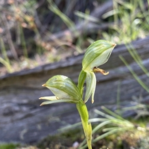 Bunochilus umbrinus (ACT) = Pterostylis umbrina (NSW) at suppressed - 25 Sep 2021