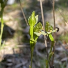 Bunochilus umbrinus (ACT) = Pterostylis umbrina (NSW) at suppressed - 25 Sep 2021