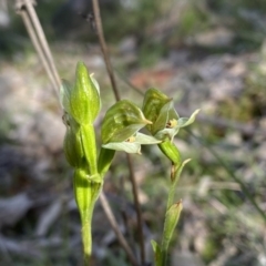 Bunochilus umbrinus (ACT) = Pterostylis umbrina (NSW) at suppressed - suppressed